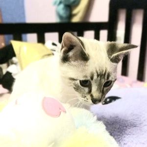 Meet your Posher, Jade